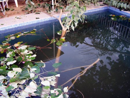 Pool2